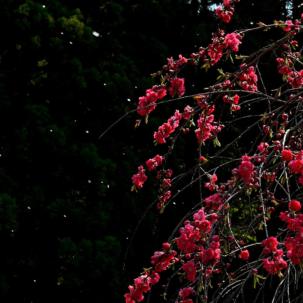 庭桃花　ニ　～桜吹雪と枝垂れ桃花～