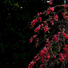 庭桃花　ニ　～桜吹雪と枝垂れ桃花～
