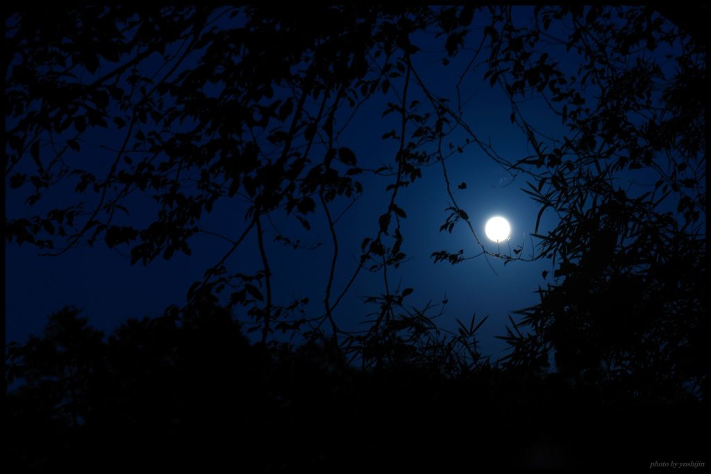 Miss Moonlight in a forest 
