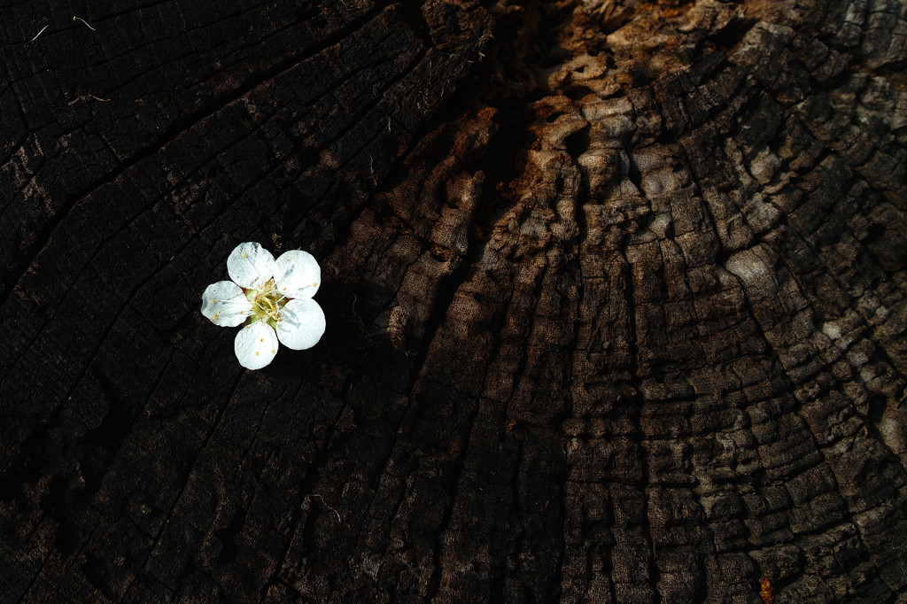  Blooming in the tree rings　ＩＩ