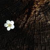  Blooming in the tree rings　ＩＩ