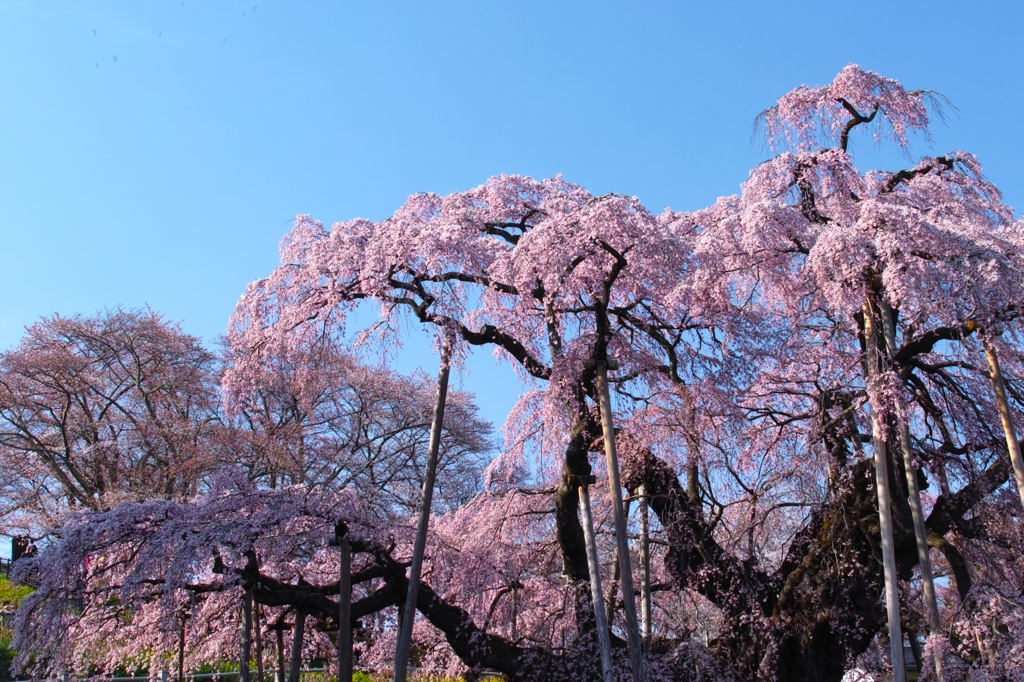 快晴滝桜　～青空に輝く～
