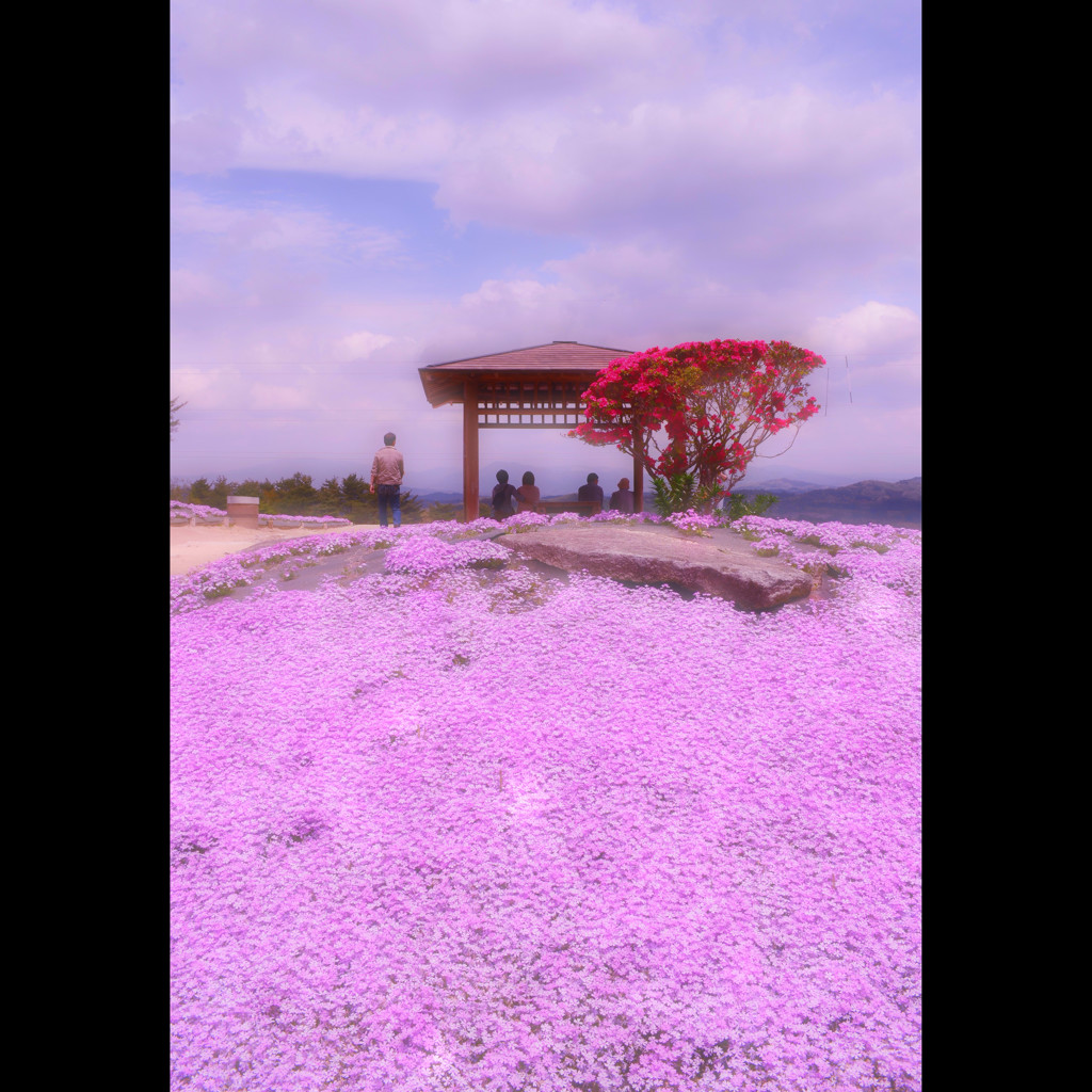 芝桜　七