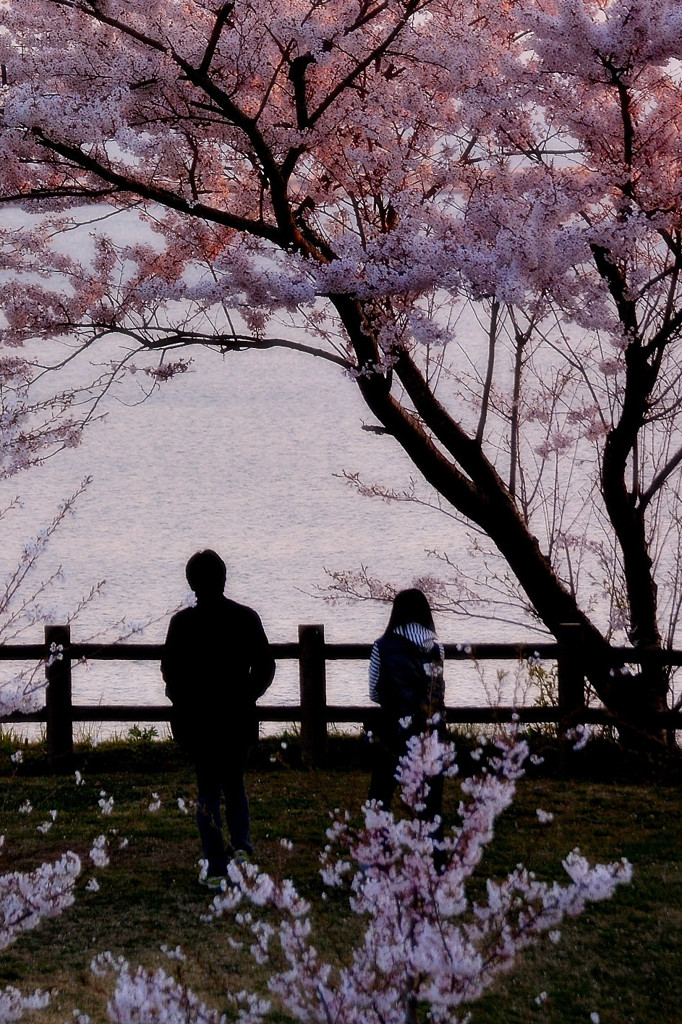 告白桜