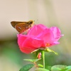 Pink charm 