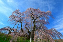 三春滝桜  2020