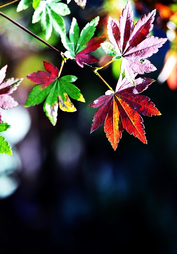 錦紅葉