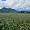 実りの秋へ　　～ 磐梯山と蕎麦畑 ～ 2