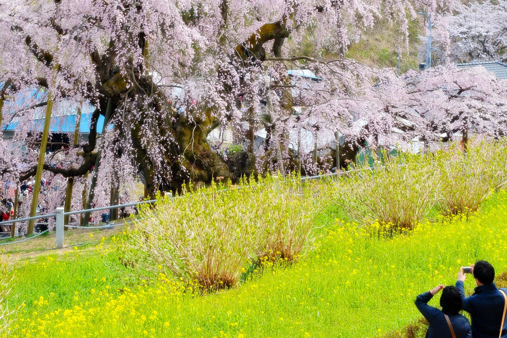 おもいで桜