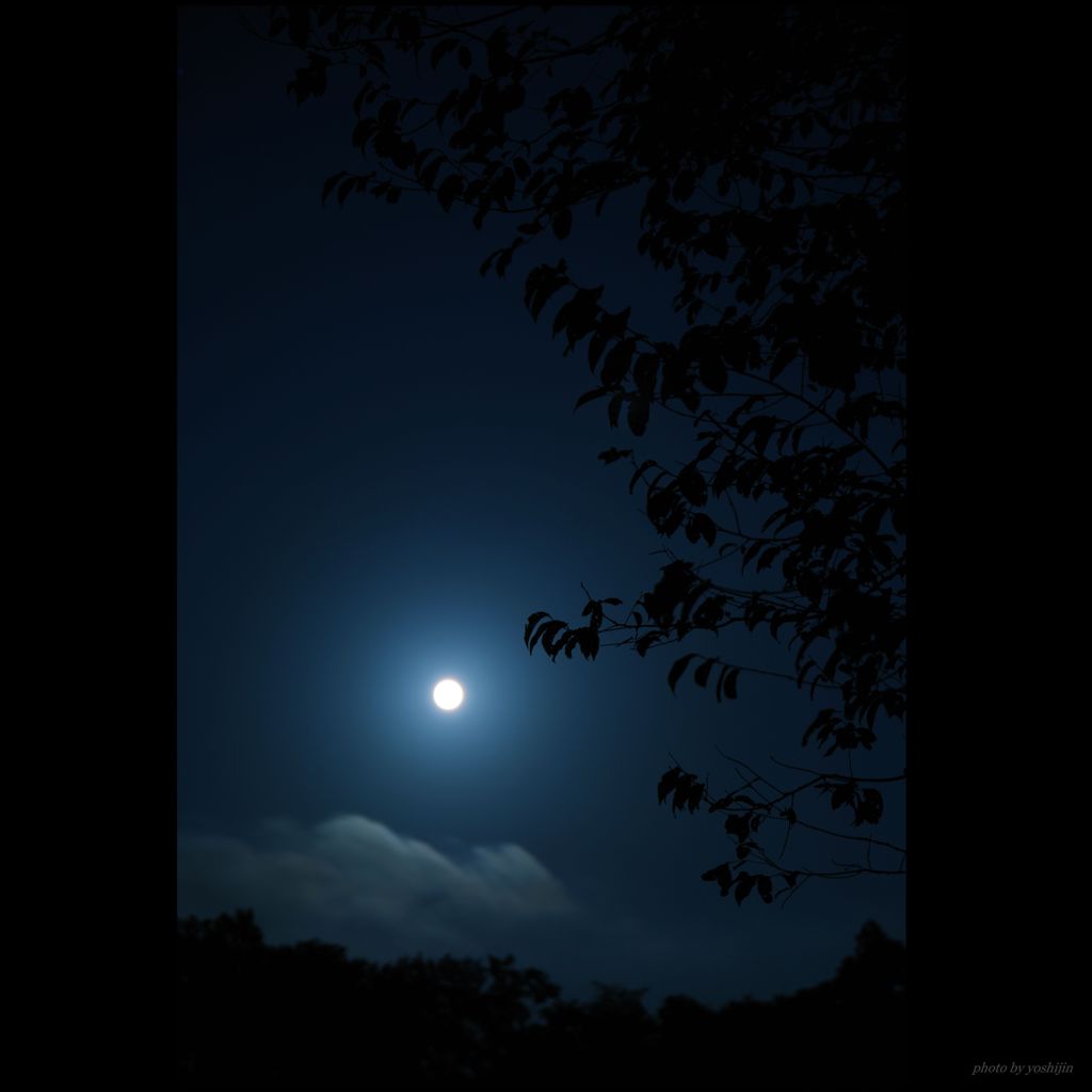 Miss Moonlight in a forest 