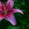 優しい花