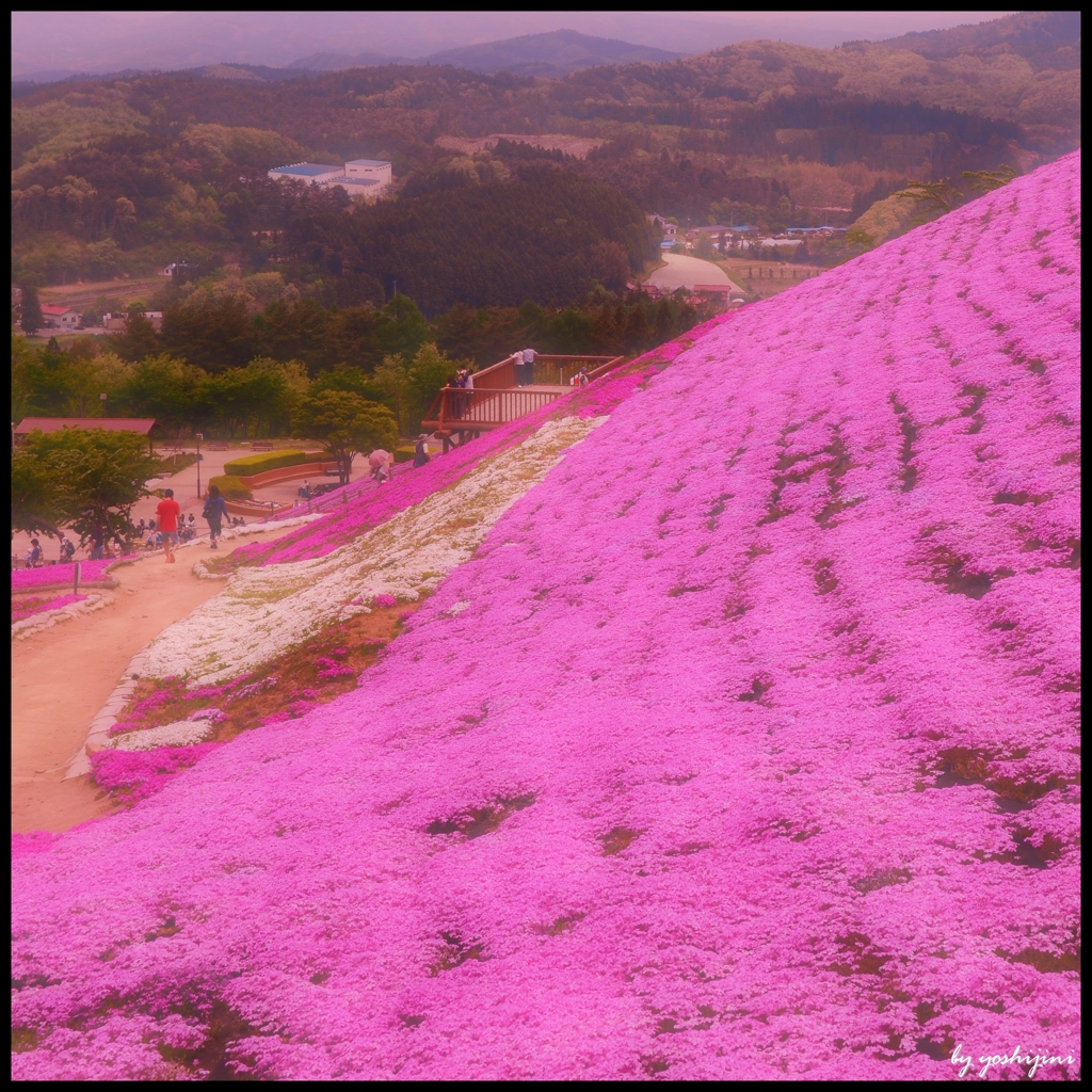 芝桜　四