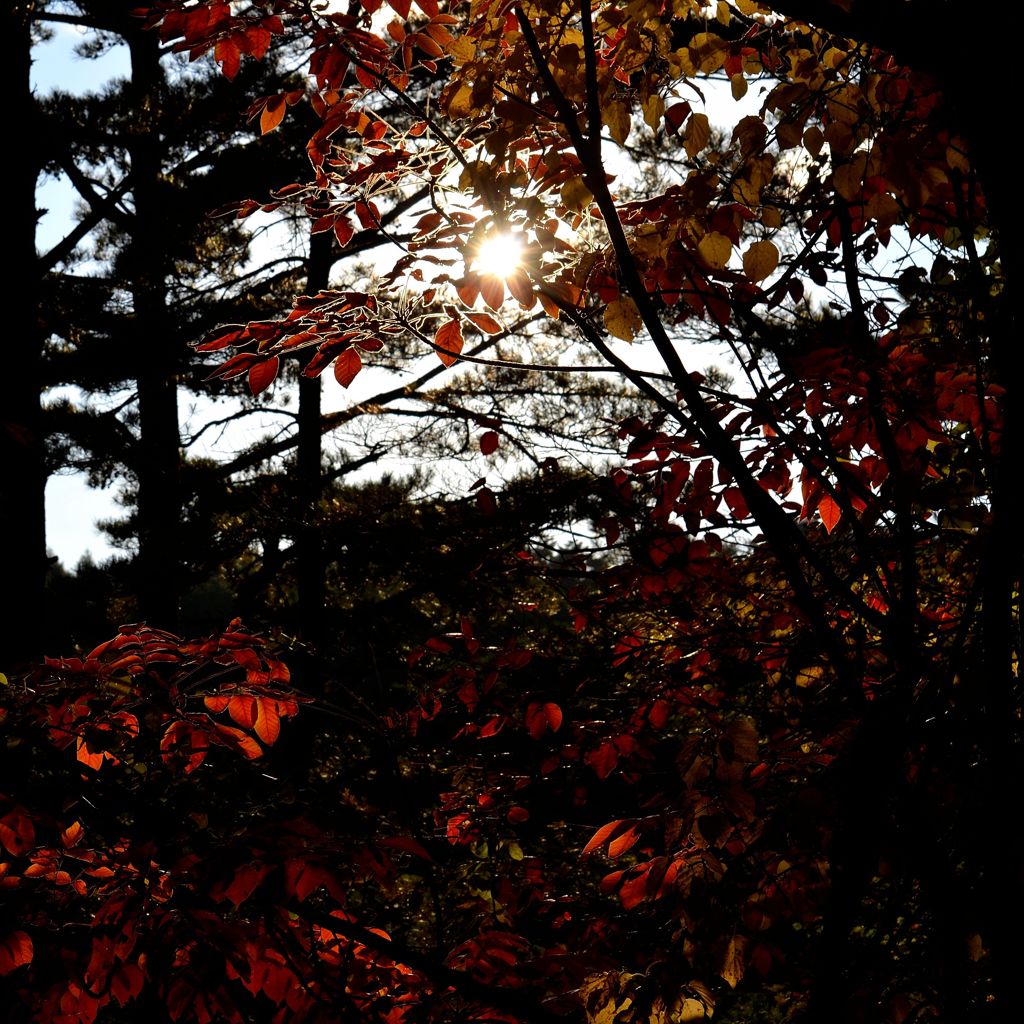 A leaf like stained glass 