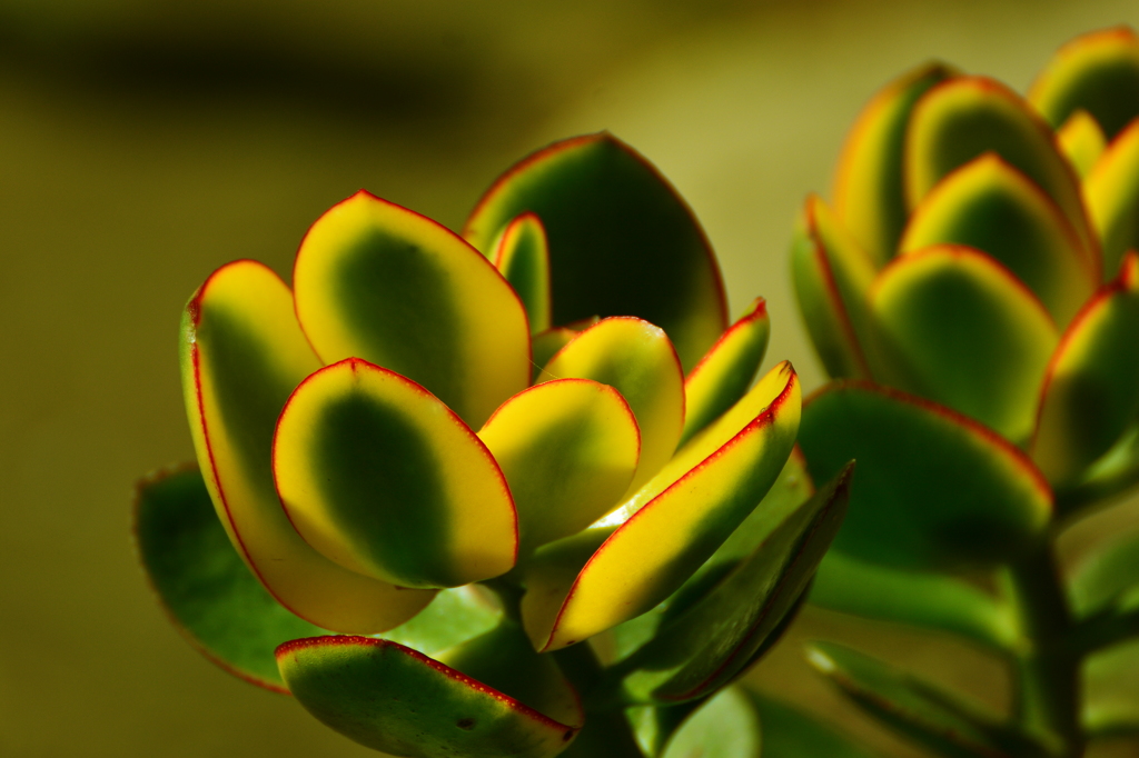 Celosia argentea