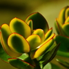 Celosia argentea