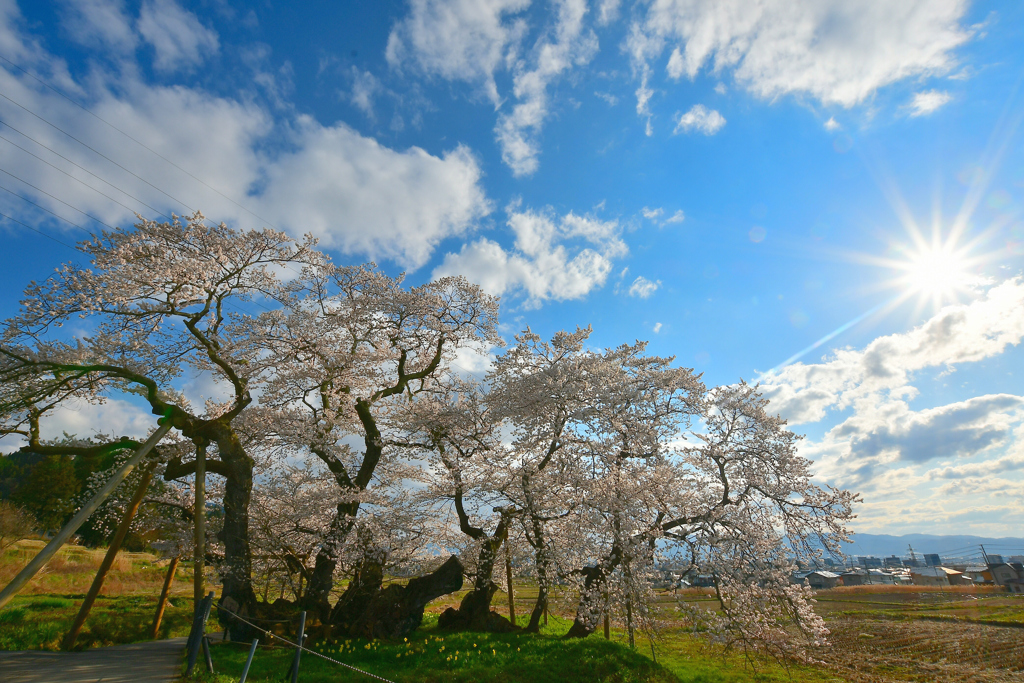 石部桜 2020 3