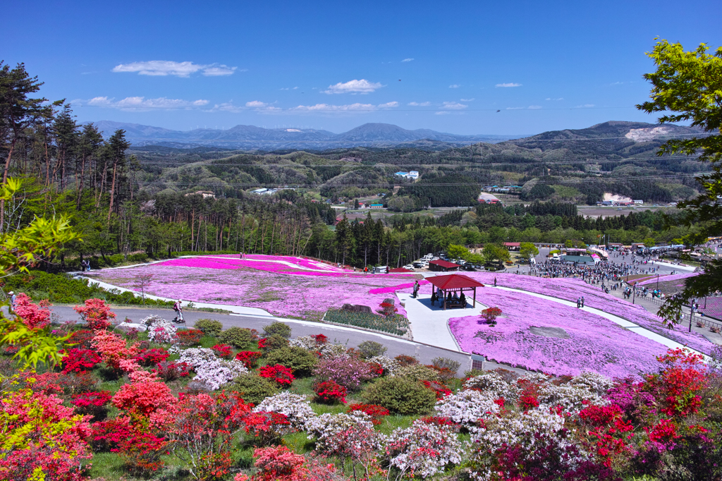 終春　芝桜の丘