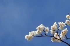 青空に向かって 青空に向かって