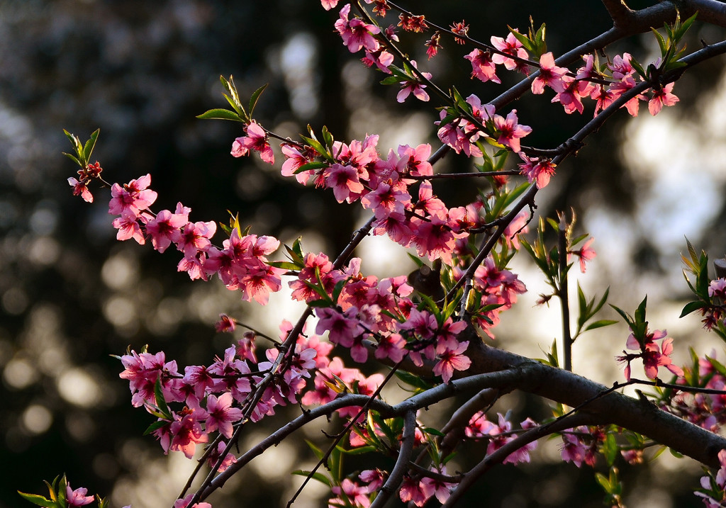 庭桃花　三　～夕日を浴びて～