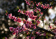 庭桃花　三　～夕日を浴びて～