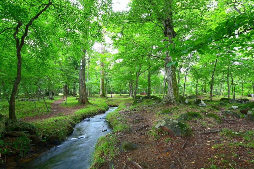 癒しの水林 2