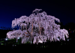 夜桜滝