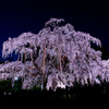 夜桜滝