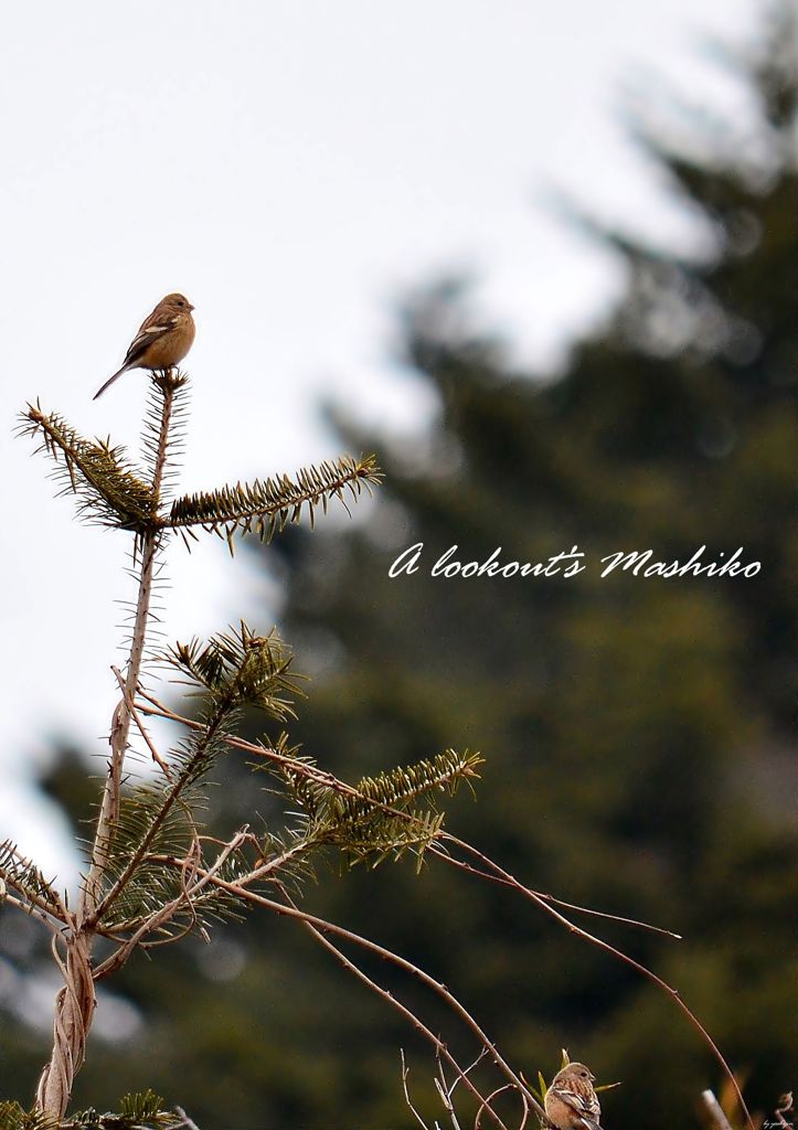 A lookout's Mashiko　