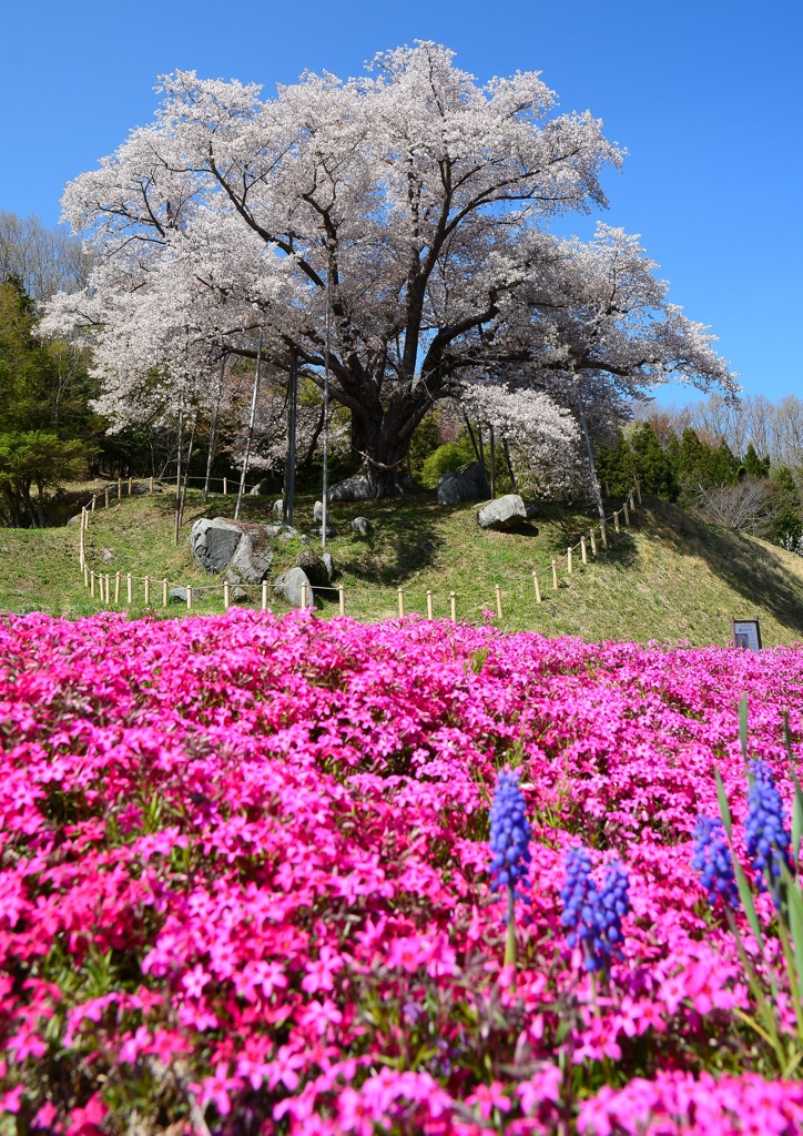 天照山桜　３