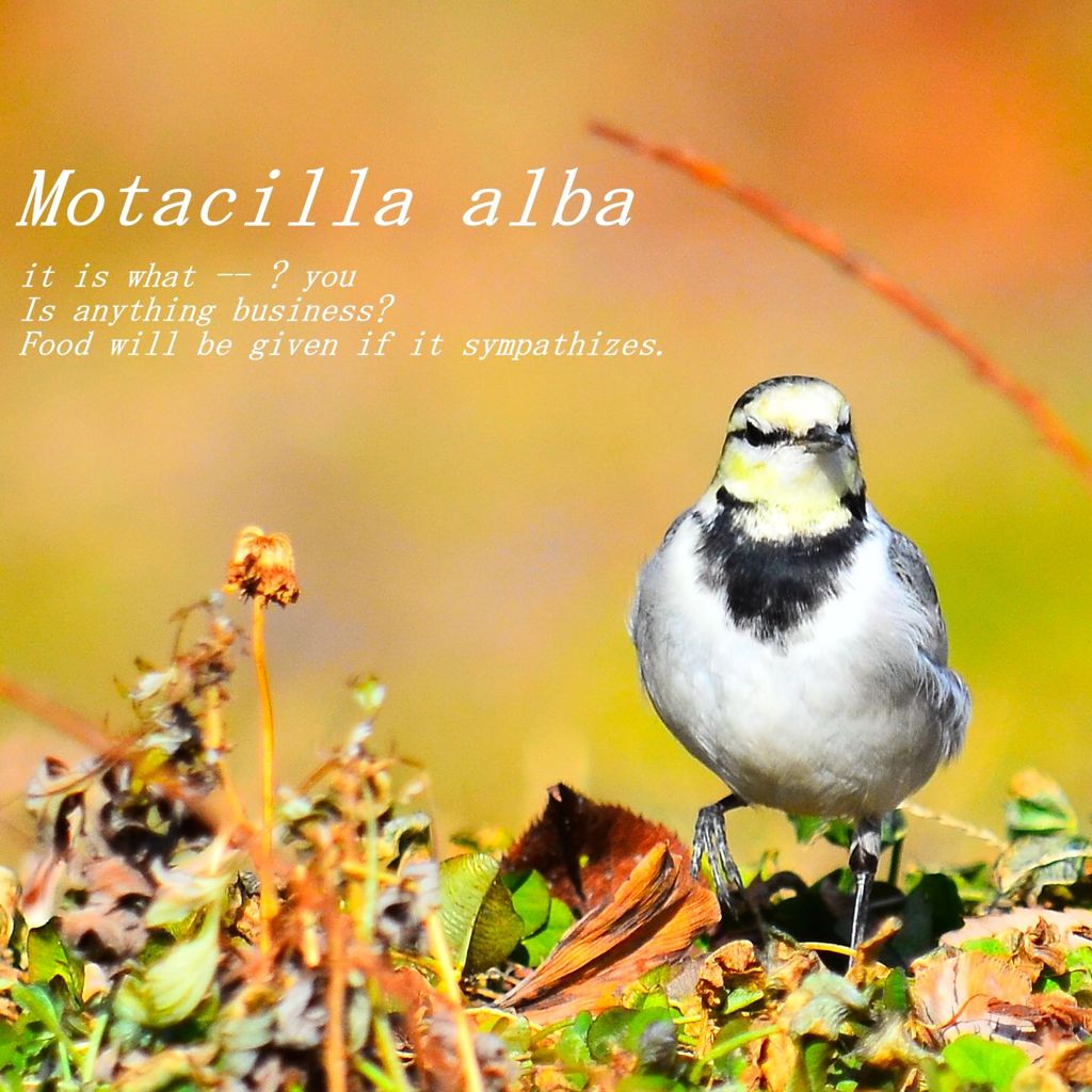 ハクセキレイの幼鳥？