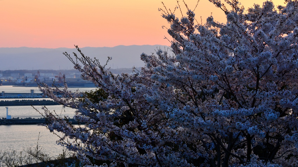 夕暮れ港桜