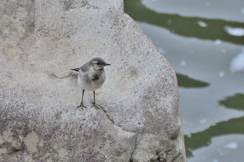 阿武隈川　セキレイ幼鳥
