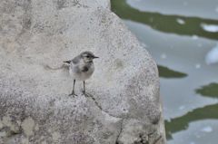 阿武隈川　セキレイ幼鳥