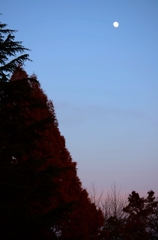 晩秋樹木と夕月の空