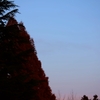 晩秋樹木と夕月の空