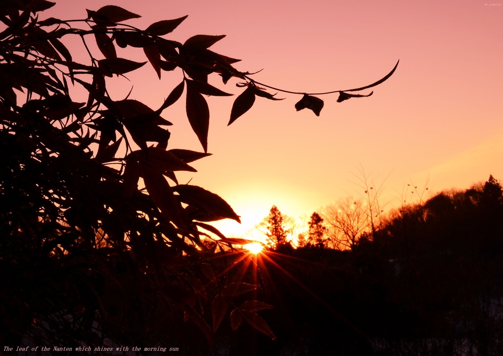 朝陽に輝く南天の葉