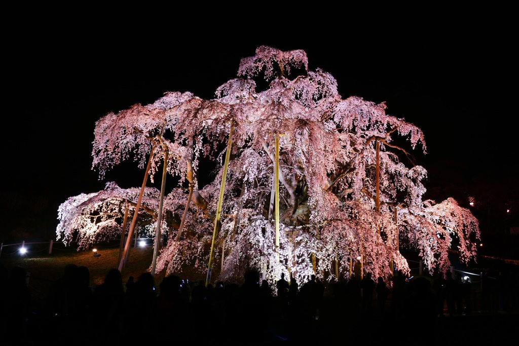 威風堂々　三春夜桜