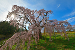 三春滝桜 2020 4