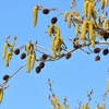 芋虫と黒助の枝