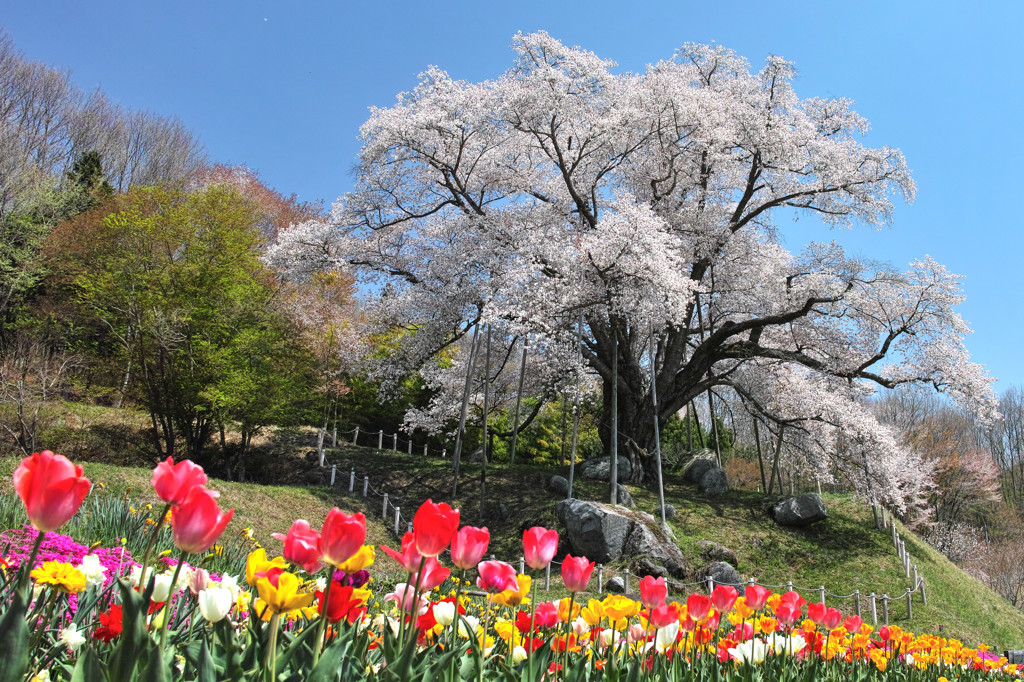 巨桜とチューリップ