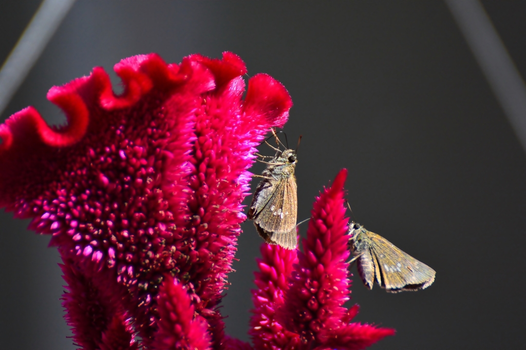 Celosia argentea　４