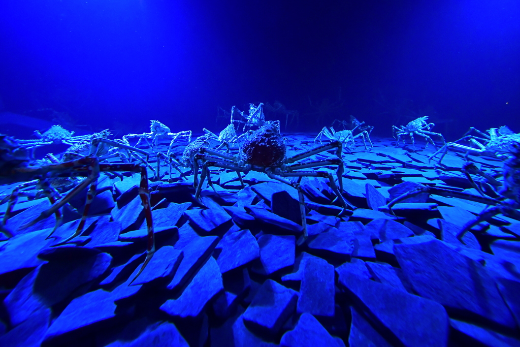 Crab seabed