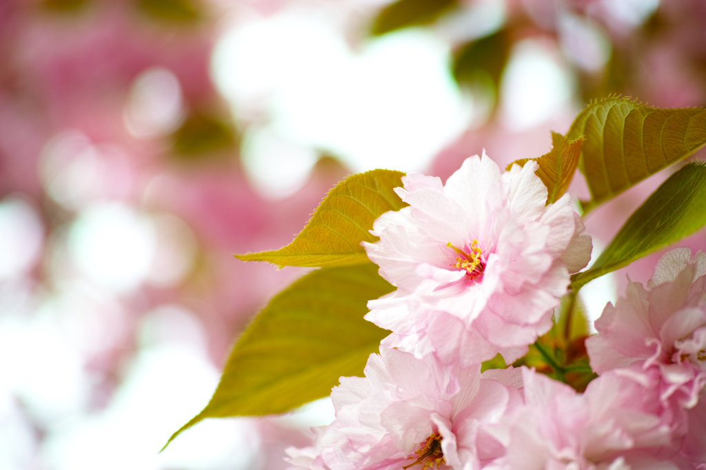 癒桜