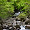 新緑 山鶏滝  ～2022～2