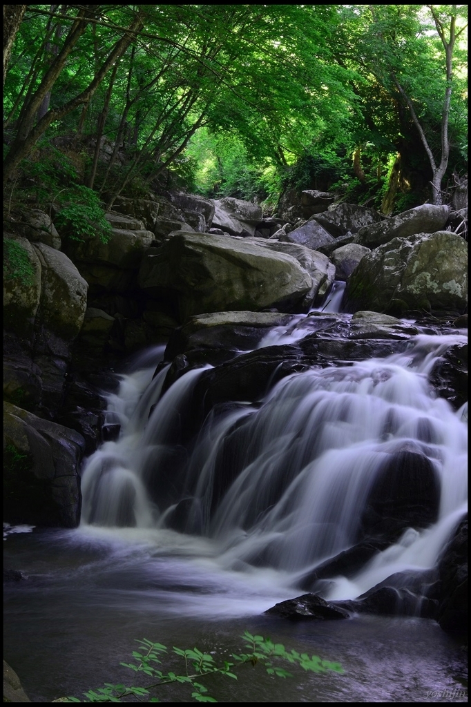 新緑　山鶏渓谷