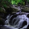 新緑　山鶏渓谷