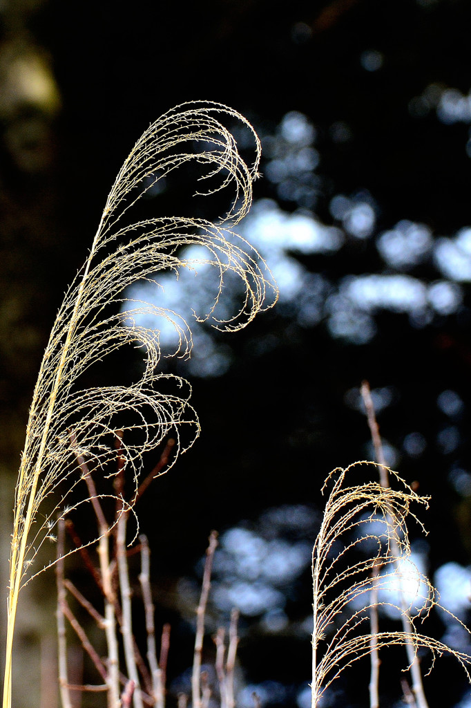 変わりゆく季節のメロディー