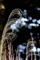 変わりゆく季節のメロディー 変わりゆく季節のメロディー