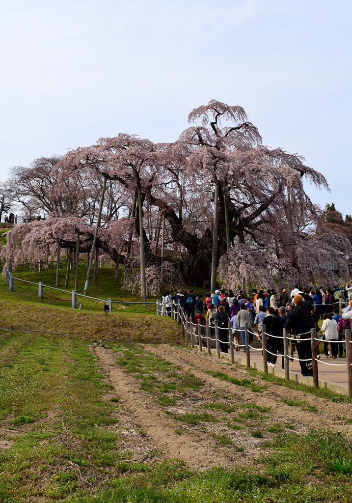 故郷春景色　～三春滝桜～　１
