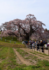 故郷春景色　～三春滝桜～　１